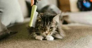 PET Lover